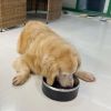 Pet Feeder and Drinking Water Bowl for Use Cat & Dog